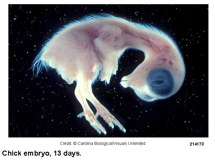 Credit: © Carolina Biological/Visuals Unlimited Chick embryo, 13 days. 214173 