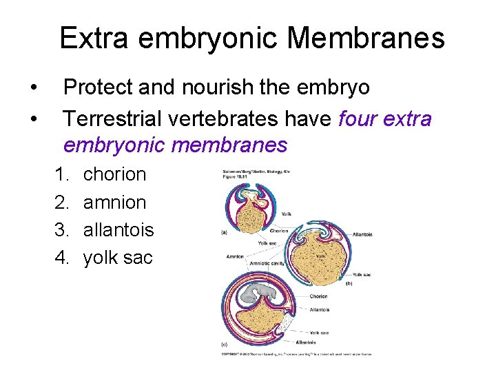 Extra embryonic Membranes • • Protect and nourish the embryo Terrestrial vertebrates have four