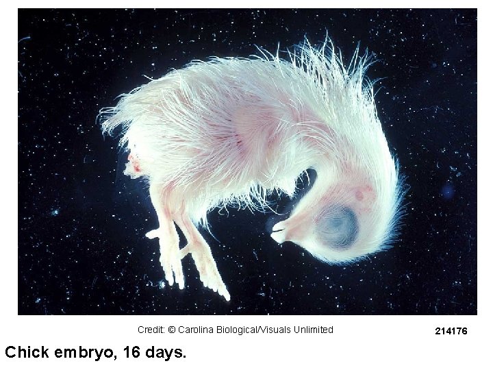 Credit: © Carolina Biological/Visuals Unlimited Chick embryo, 16 days. 214176 