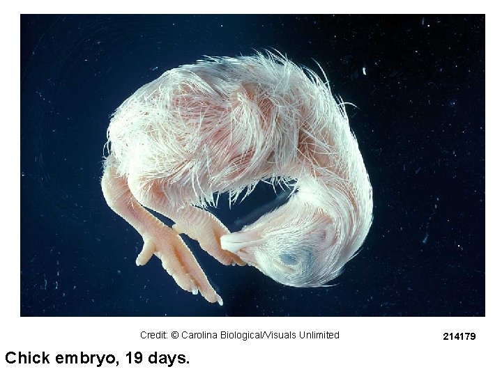 Credit: © Carolina Biological/Visuals Unlimited Chick embryo, 19 days. 214179 