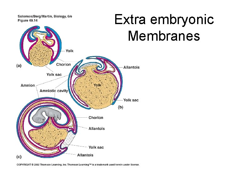 Extra embryonic Membranes 