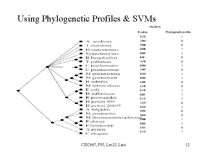 Using Phylogenetic Profiles & SVMs YAL 001 C E-value CISC 667, F 05, Lec