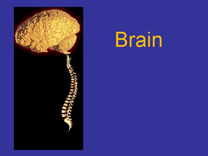 Brain 