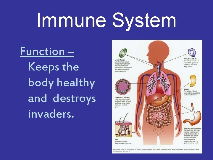 Immune System Function – Keeps the body healthy and destroys invaders. 