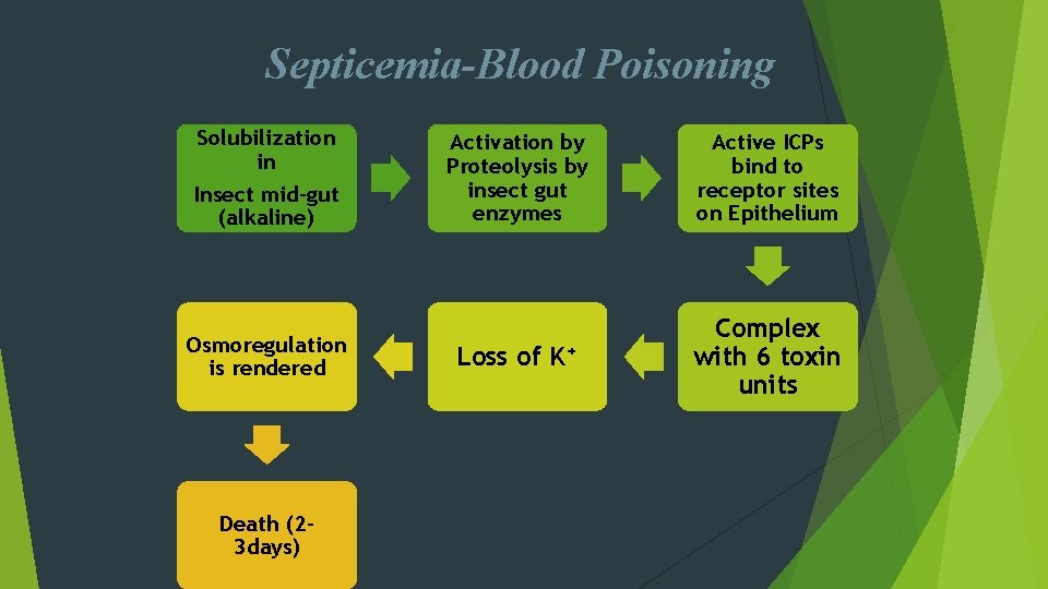 Septicemia-Blood Poisoning Solubilization in Insect mid-gut (alkaline) Osmoregulation is rendered Death (23 days) Activation