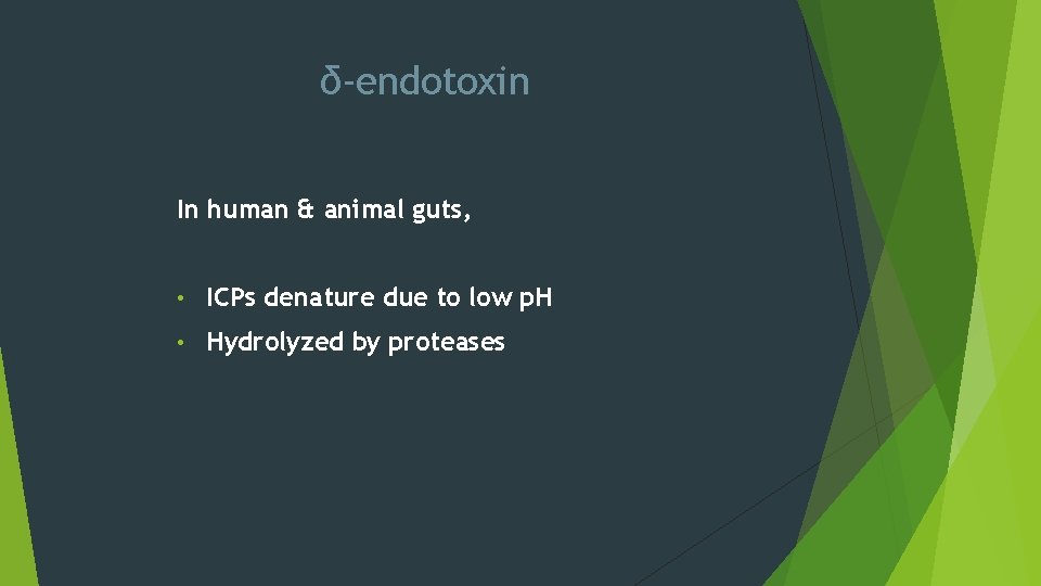 δ-endotoxin In human & animal guts, • ICPs denature due to low p. H