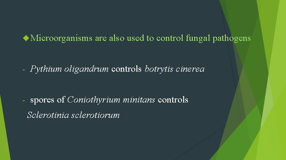  Microorganisms are also used to control fungal pathogens - Pythium oligandrum controls botrytis