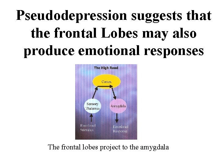 Pseudodepression suggests that the frontal Lobes may also produce emotional responses The frontal lobes