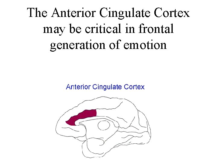 The Anterior Cingulate Cortex may be critical in frontal generation of emotion 