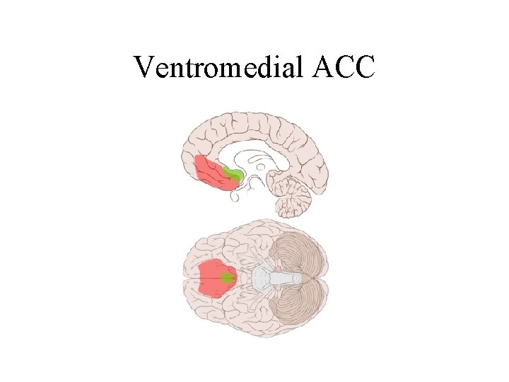 Ventromedial ACC 