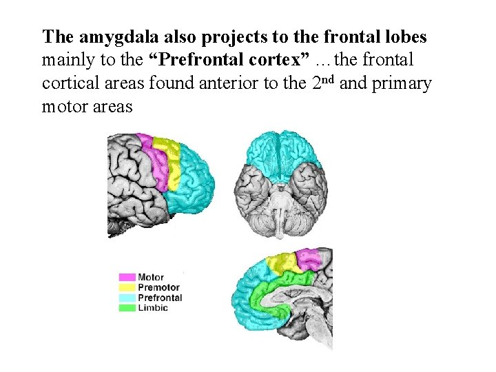 The amygdala also projects to the frontal lobes mainly to the “Prefrontal cortex” …the