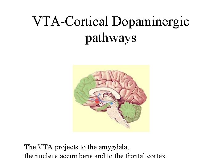 VTA-Cortical Dopaminergic pathways The VTA projects to the amygdala, the nucleus accumbens and to