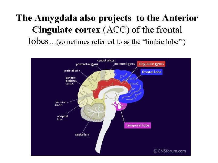 The Amygdala also projects to the Anterior Cingulate cortex (ACC) of the frontal lobes…(sometimes