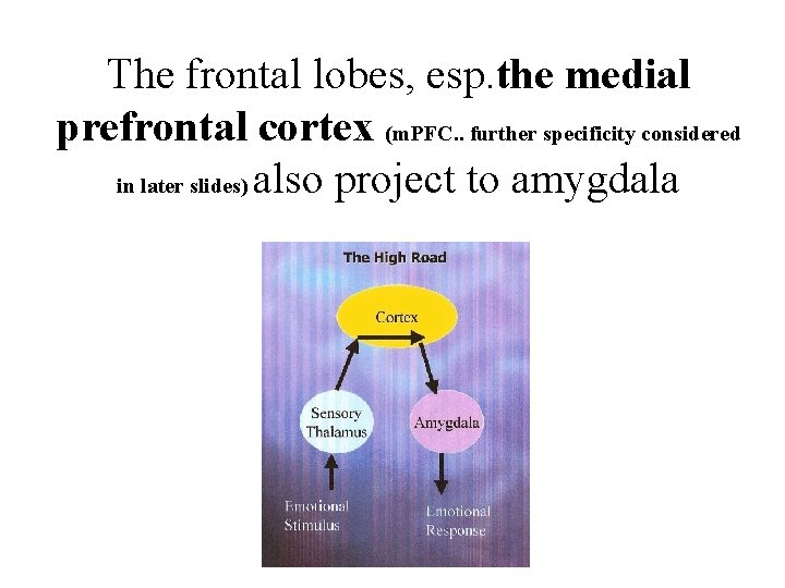 The frontal lobes, esp. the medial prefrontal cortex (m. PFC. . further specificity considered