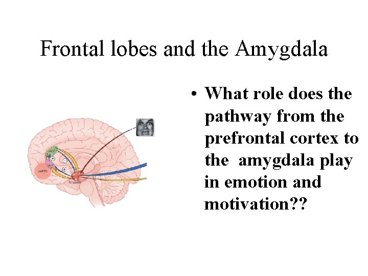 Frontal lobes and the Amygdala • What role does the pathway from the prefrontal