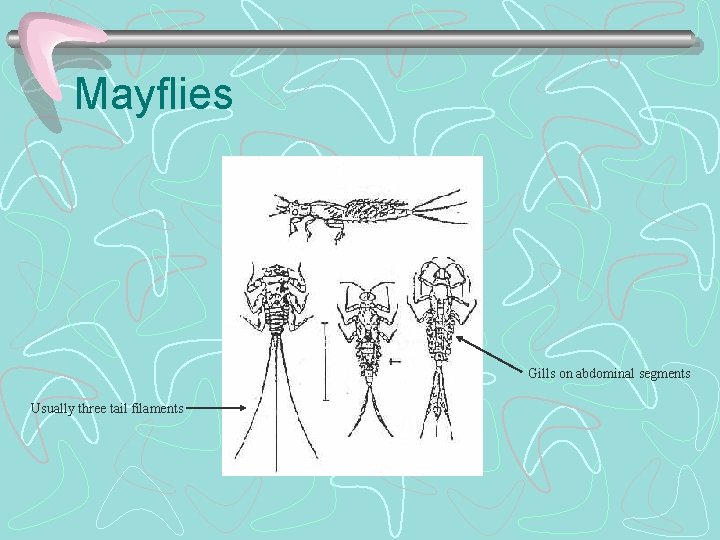 Mayflies Gills on abdominal segments Usually three tail filaments 