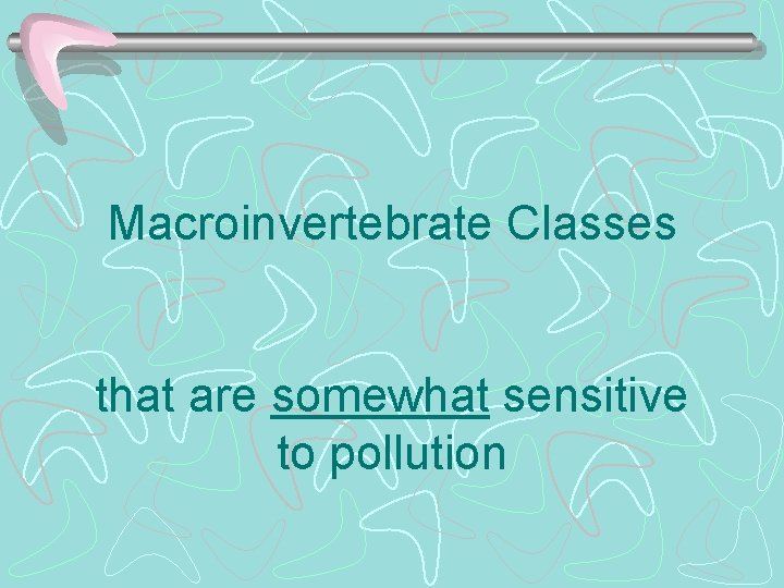 Macroinvertebrate Classes that are somewhat sensitive to pollution 