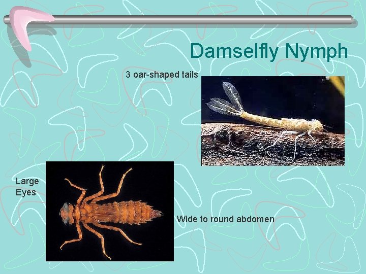 Damselfly Nymph 3 oar-shaped tails Large Eyes Wide to round abdomen 