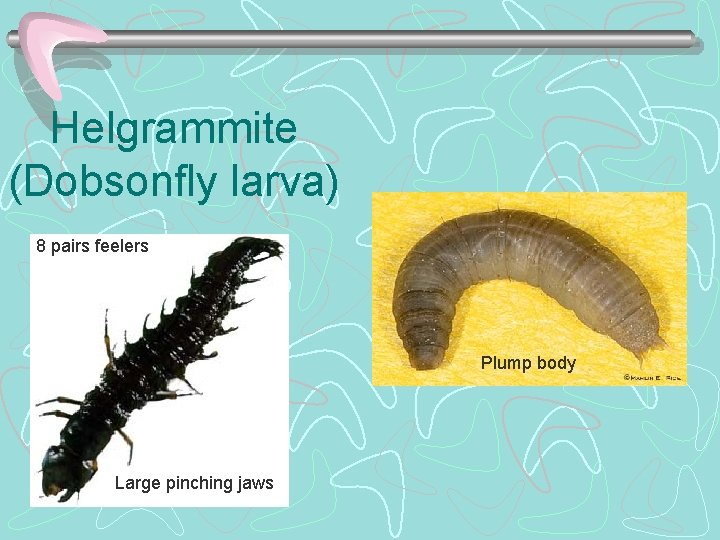 Helgrammite (Dobsonfly larva) 8 pairs feelers Plump body Large pinching jaws 