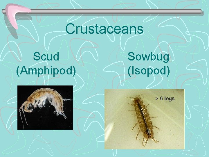 Crustaceans Scud (Amphipod) Sowbug (Isopod) > 6 legs 