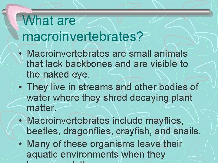What are macroinvertebrates? • Macroinvertebrates are small animals that lack backbones and are visible