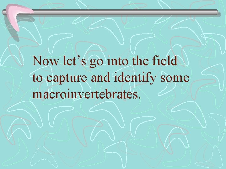 Now let’s go into the field to capture and identify some macroinvertebrates. 