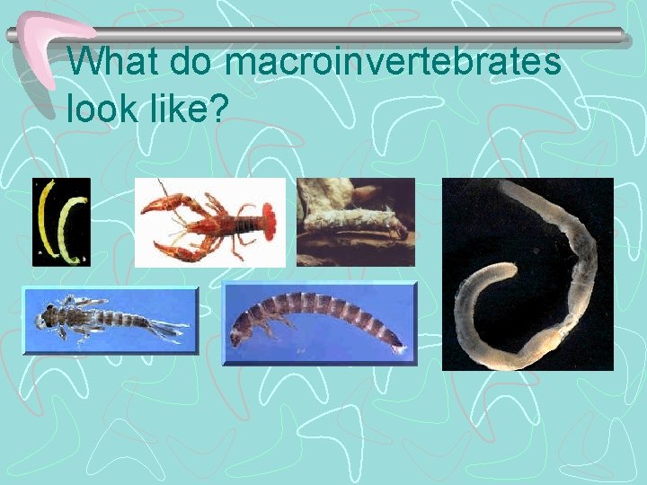 What do macroinvertebrates look like? 