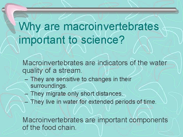 Why are macroinvertebrates important to science? Macroinvertebrates are indicators of the water quality of