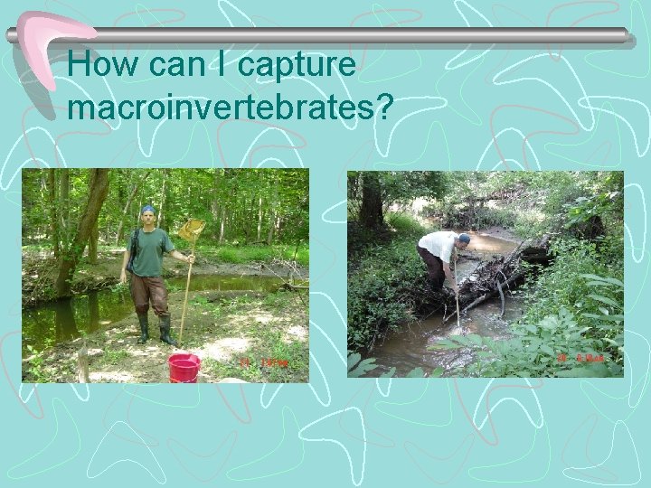 How can I capture macroinvertebrates? 