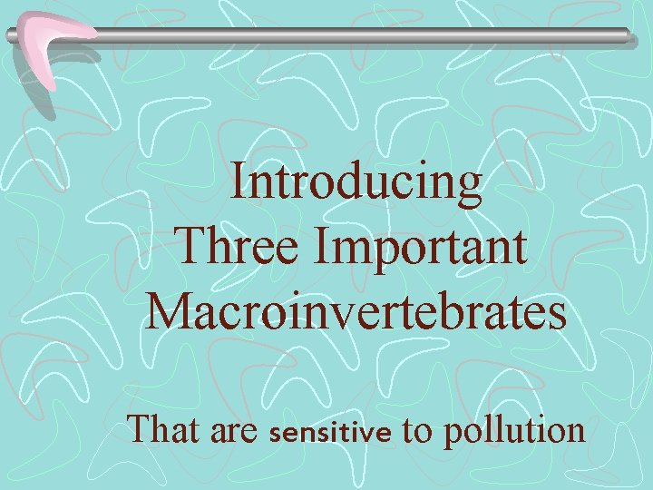 Introducing Three Important Macroinvertebrates That are sensitive to pollution 