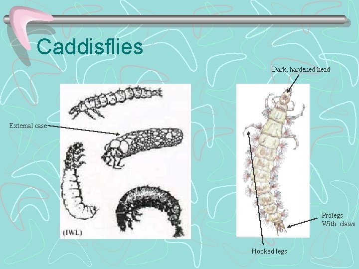 Caddisflies Dark, hardened head External case Prolegs With claws Hooked legs 