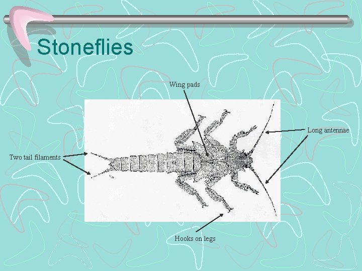 Stoneflies Wing pads Long antennae Two tail filaments Hooks on legs 
