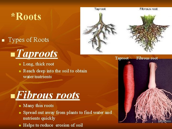 *Roots n Types of Roots Taproots n n n Long, thick root Reach deep