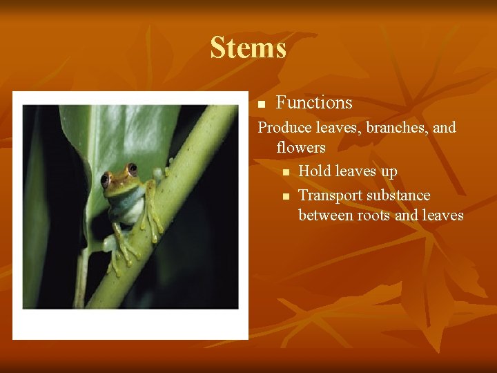 Stems n Functions Produce leaves, branches, and flowers n Hold leaves up n Transport