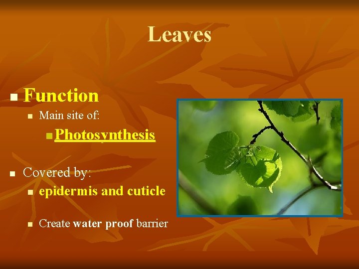 Leaves n Function n Main site of: n n Photosynthesis Covered by: n epidermis