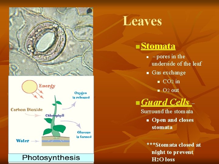 Leaves n Stomata n n n – pores in the underside of the leaf