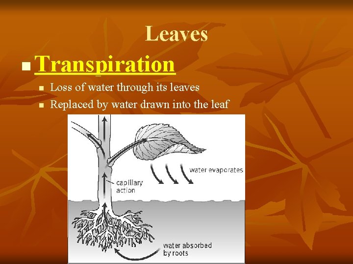 Leaves n Transpiration n n Loss of water through its leaves Replaced by water