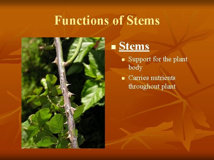 Functions of Stems n n Support for the plant body Carries nutrients throughout plant