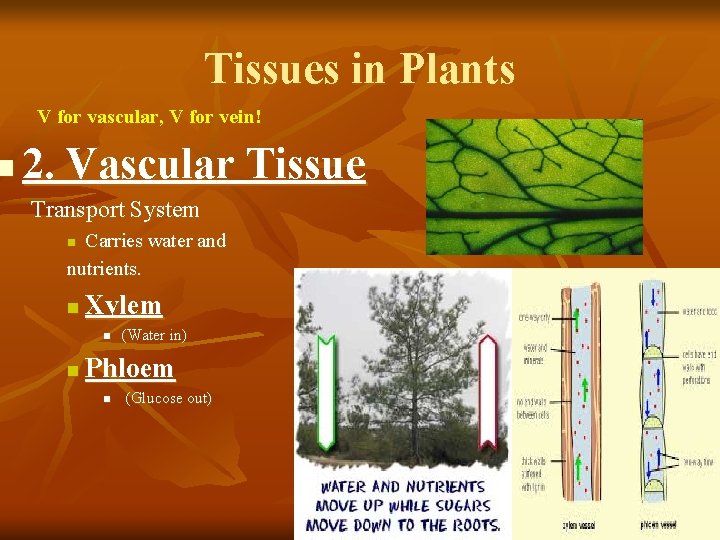 n Tissues in Plants V for vascular, V for vein! 2. Vascular Tissue Transport