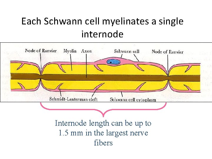 Each Schwann cell myelinates a single internode Internode length can be up to 1.