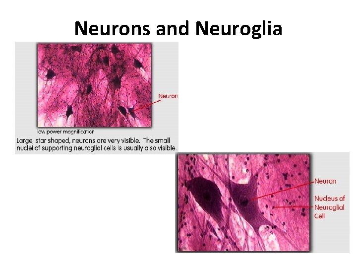 Neurons and Neuroglia 