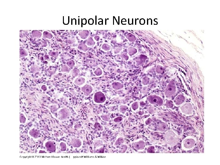 Unipolar Neurons 