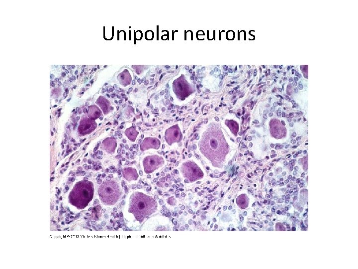 Unipolar neurons 