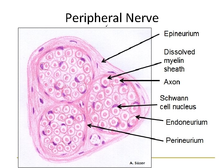 Peripheral Nerve 