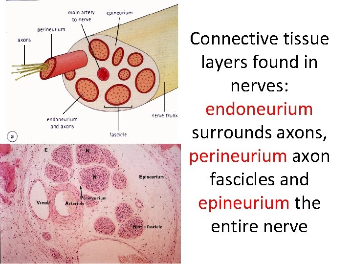 Connective tissue layers found in nerves: endoneurium surrounds axons, perineurium axon fascicles and epineurium
