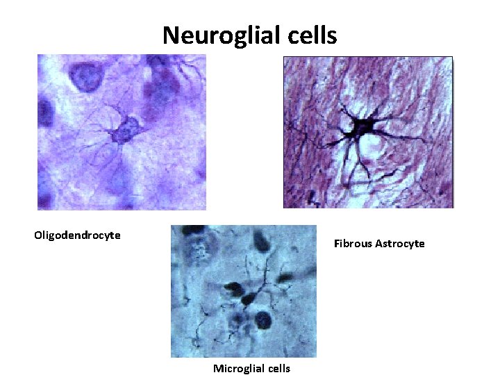 Neuroglial cells Oligodendrocyte Fibrous Astrocyte Microglial cells 