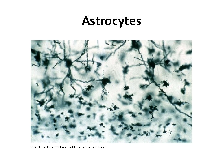 Astrocytes 
