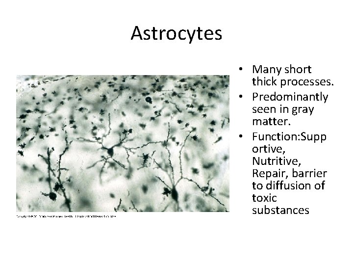 Astrocytes • Many short thick processes. • Predominantly seen in gray matter. • Function:
