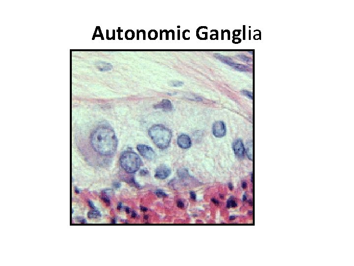 Autonomic Ganglia 