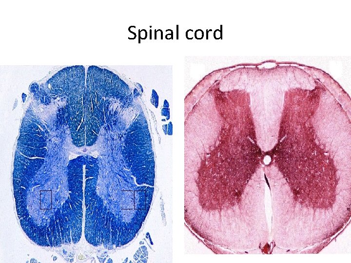 Spinal cord 